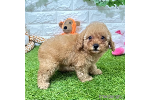 成約済の愛知県のトイプードル-339184の2枚目