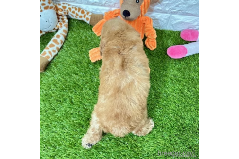 成約済の愛知県のトイプードル-339184の3枚目