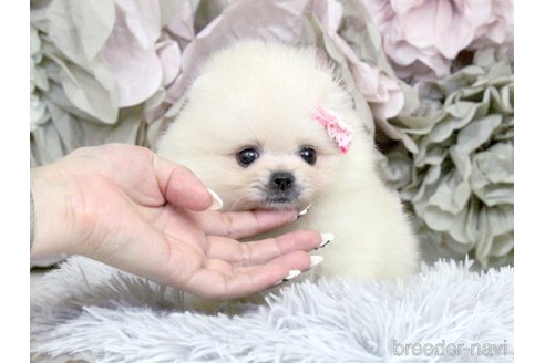 成約済の大阪府のポメラニアン-334983の13枚目