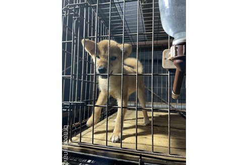 成約済の広島県の柴犬-324100の2枚目