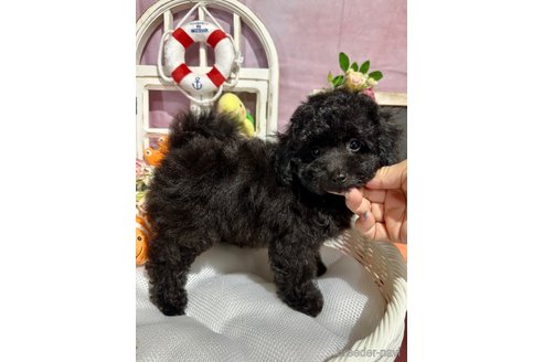 成約済の神奈川県のタイニープードル-339209の12枚目