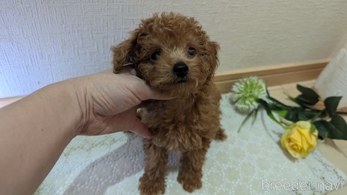成約済の広島県のタイニープードル-325925の70枚目