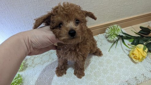 成約済の広島県のタイニープードル-325925の67枚目