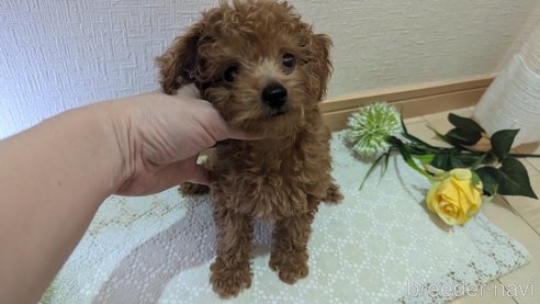 成約済の広島県のタイニープードル-325925の68枚目