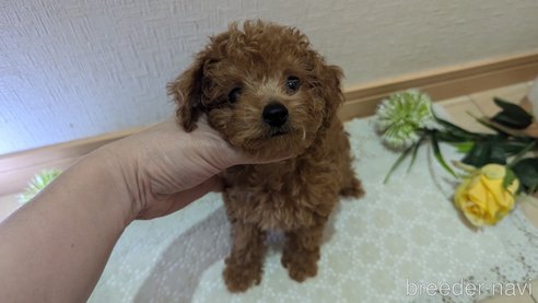 成約済の広島県のタイニープードル-325925の69枚目