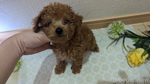 成約済の広島県のタイニープードル-325925の66枚目