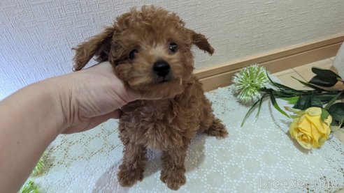 成約済の広島県のタイニープードル-325925の64枚目