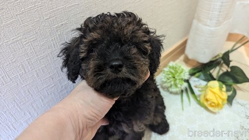 成約済の広島県のタイニープードル-325921の18枚目