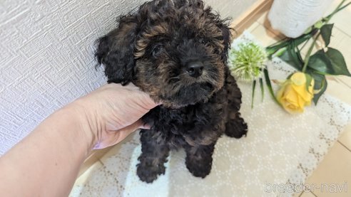 成約済の広島県のタイニープードル-325921の19枚目