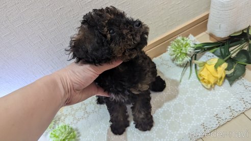 成約済の広島県のタイニープードル-325921の15枚目