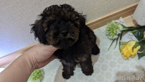 成約済の広島県のタイニープードル-325921の13枚目