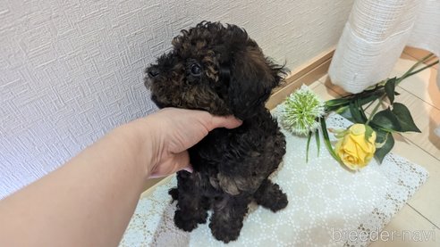 成約済の広島県のタイニープードル-325921の14枚目