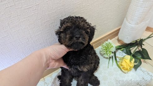 成約済の広島県のタイニープードル-325921の12枚目