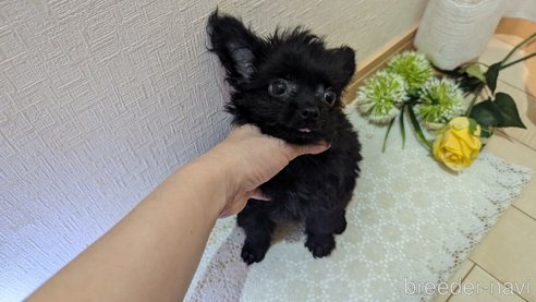 成約済の広島県のチワプー:チワワ×トイプードル-326581の45枚目