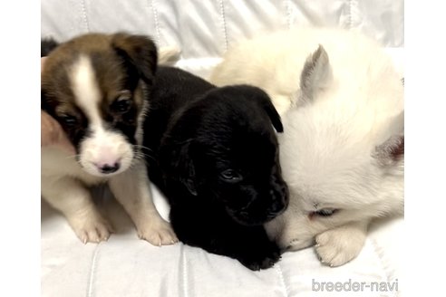 成約済の奈良県のミックス犬-339224の6枚目