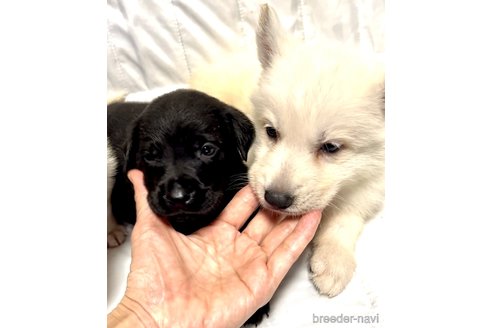 成約済の奈良県のミックス犬-339224の5枚目