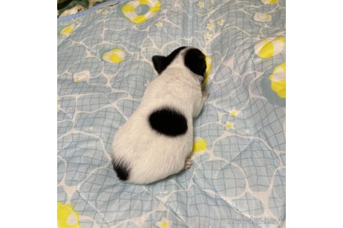 成約済の広島県のチワワ(ロングコート)-337290の2枚目