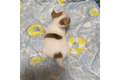 成約済の広島県のチワワ(スムースコート)-337931の11枚目