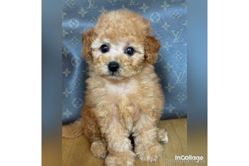 成約済の兵庫県のティーカッププードル-339242の1枚目