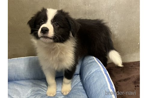 成約済の福岡県のボーダーコリー-330114の5枚目