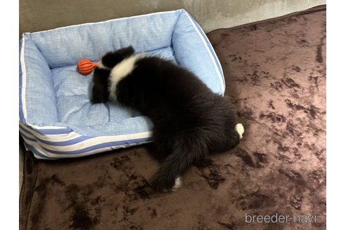 成約済の福岡県のボーダーコリー-330361の4枚目
