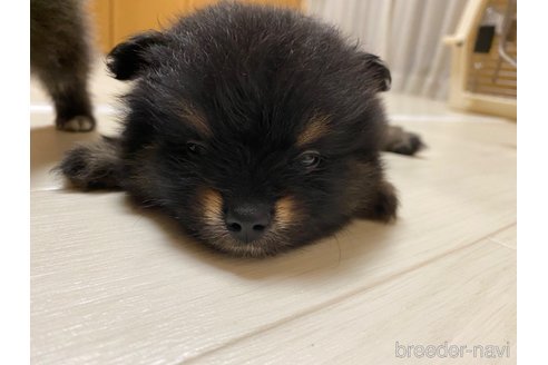 成約済の三重県のポメラニアン-339315の3枚目