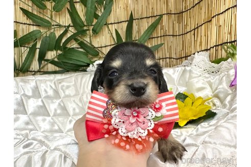 成約済の愛知県のミニチュアダックスフンド(ロングヘアード)-340331の2枚目