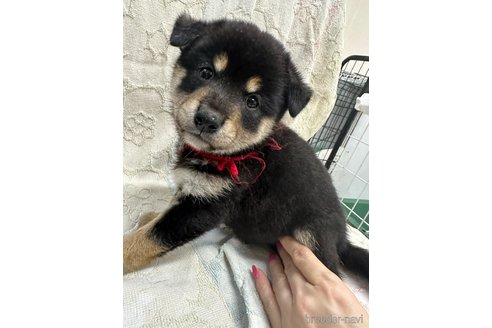 成約済の千葉県の柴犬-339311の7枚目