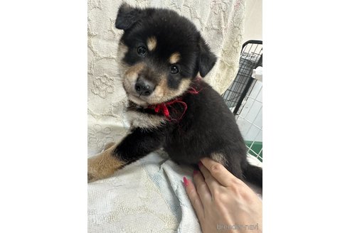 成約済の千葉県の柴犬-339311の8枚目