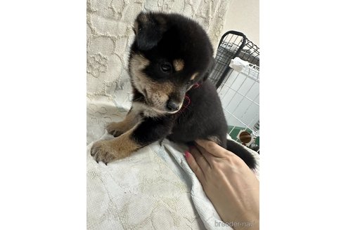 成約済の千葉県の柴犬-339311の9枚目