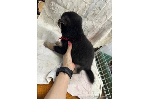 成約済の千葉県の柴犬-339311の6枚目