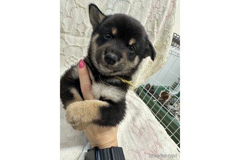 成約済の千葉県の柴犬-339313の1枚目