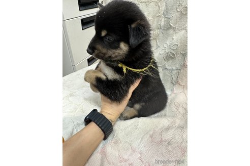 成約済の千葉県の柴犬-339313の2枚目