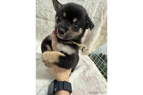成約済の千葉県の柴犬-339313の4枚目