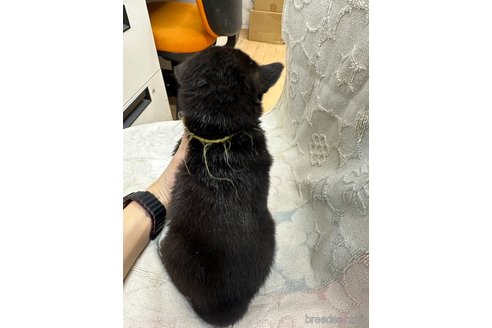 成約済の千葉県の柴犬-339313の3枚目