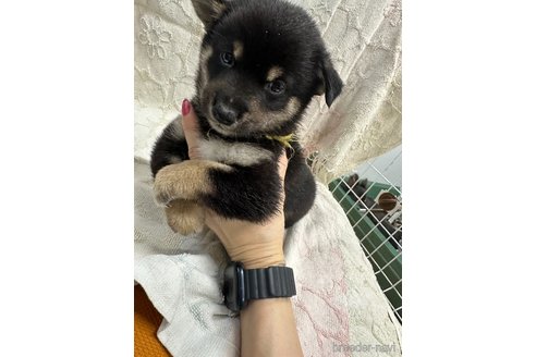成約済の千葉県の柴犬-339313の5枚目