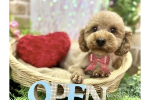 ニトちゃん1枚目