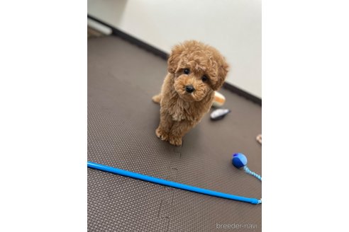 成約済の東京都のマルプー:マルチーズ×トイプードル-337406の3枚目