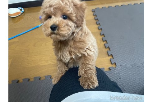 成約済の東京都のマルプー:マルチーズ×トイプードル-337406の4枚目