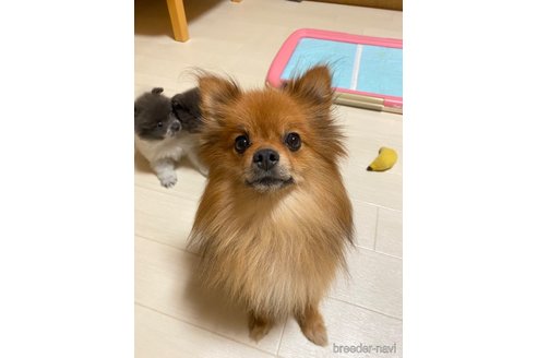 ののポメラニアン-