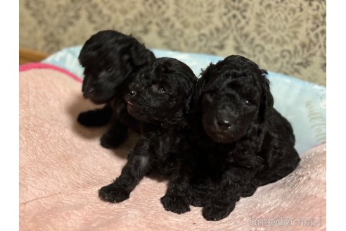 成約済の千葉県のトイプードル-340922の8枚目