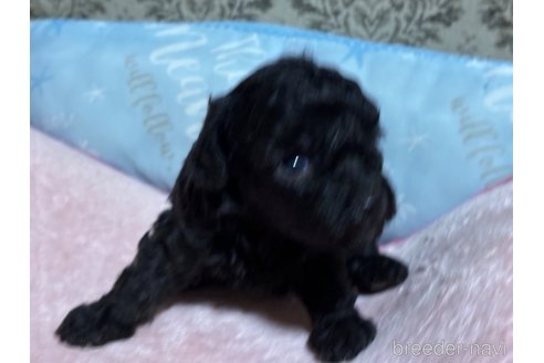 成約済の千葉県のトイプードル-340922の5枚目