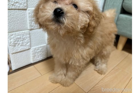 成約済の愛媛県のトイプードル-329132の6枚目