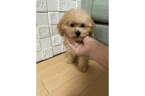 成約済の愛媛県のトイプードル-329132の5枚目