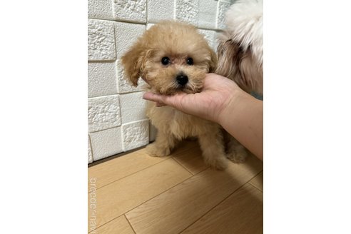成約済の愛媛県のトイプードル-329132の2枚目