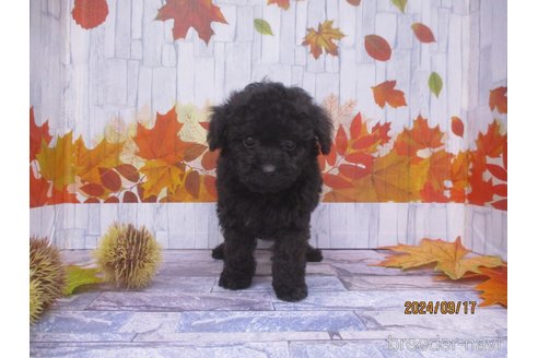 成約済の鳥取県のティーカッププードル-339370の2枚目