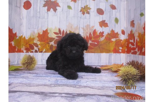 成約済の鳥取県のティーカッププードル-339370の3枚目