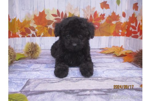 成約済の鳥取県のティーカッププードル-339370の4枚目