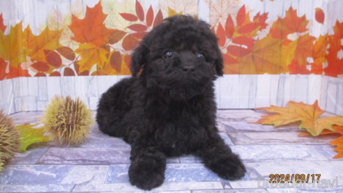 成約済の鳥取県のティーカッププードル-339370の1枚目