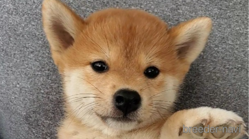 成約済の大阪府の柴犬-331219の1枚目